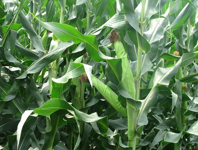玉米苗