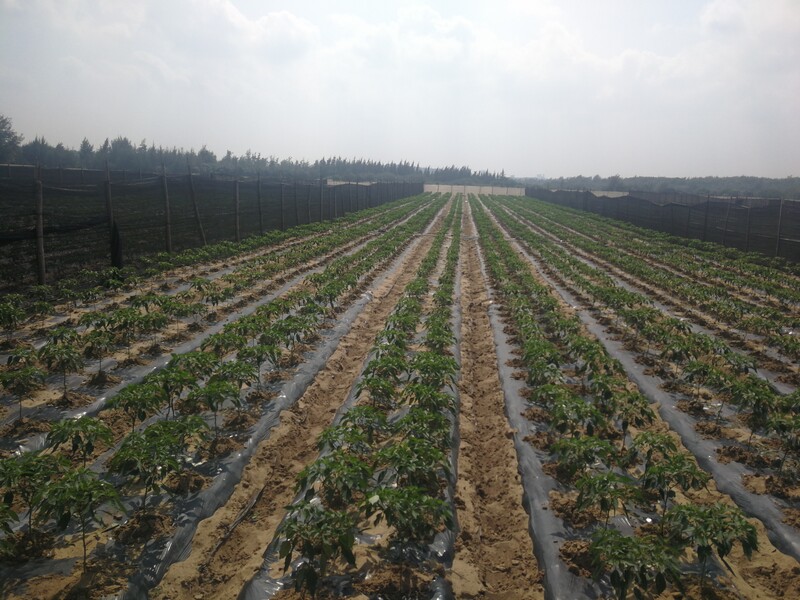辣椒基地